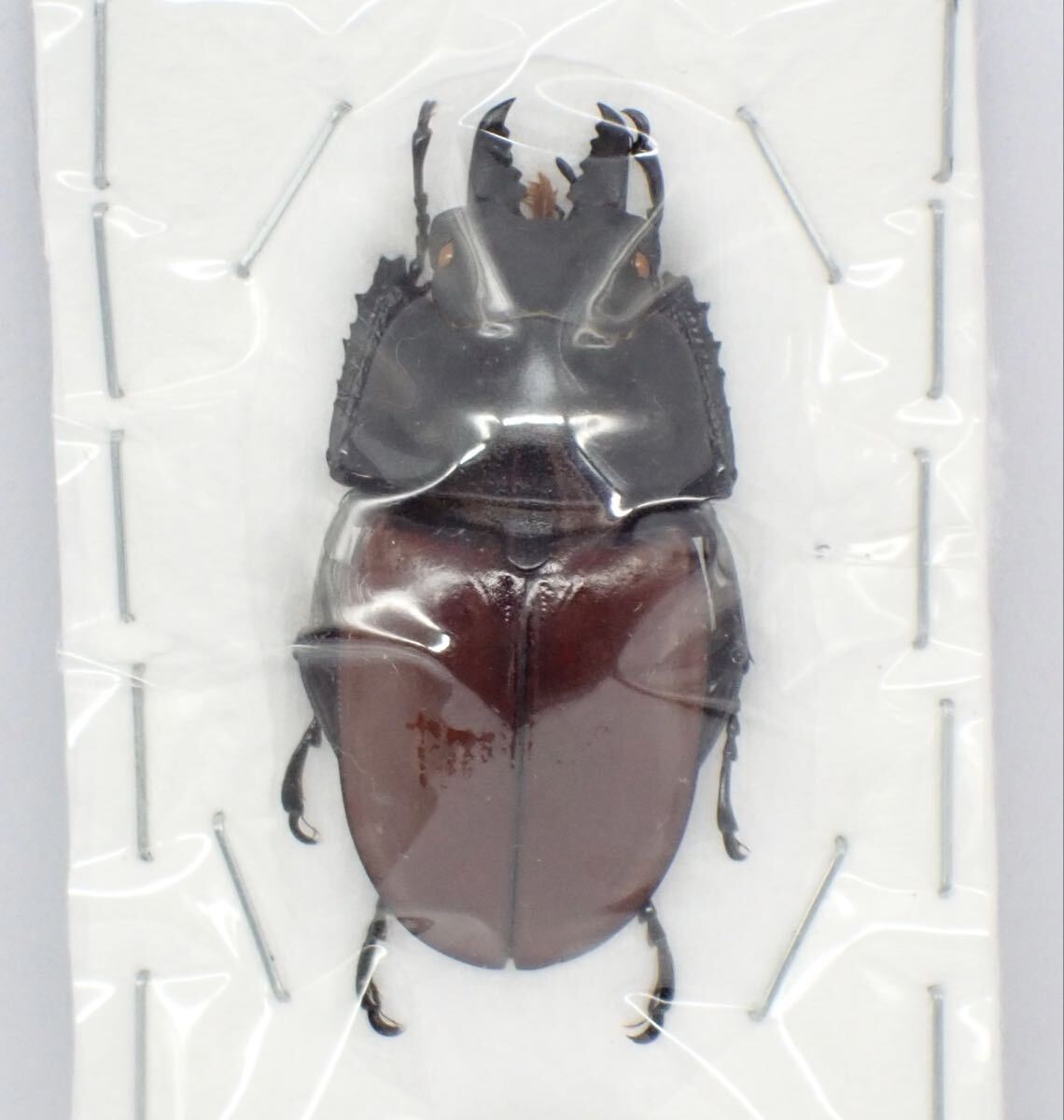 Yahoo!オークション -「マルバネクワガタ標本」の落札相場・落札価格