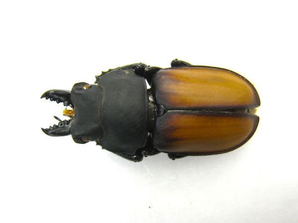 Yahoo!オークション -「マルバネクワガタ」の落札相場・落札価格